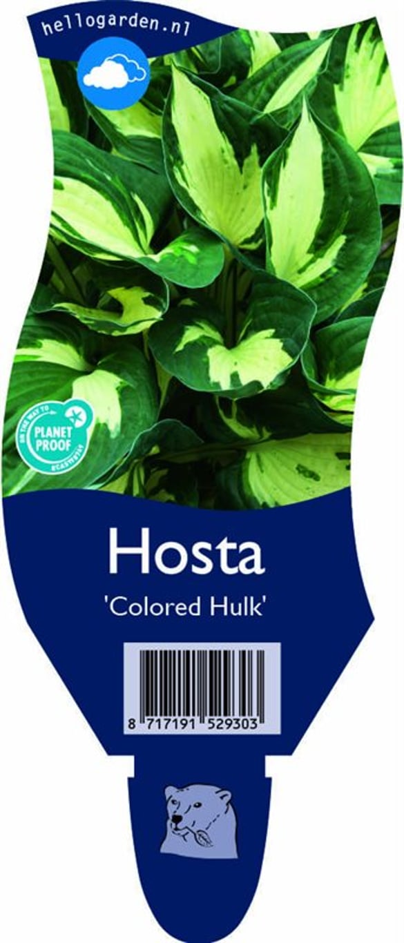 Hosta 'Colored Hulk' - P11